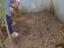EBSCC Horta Bio (estufa) - recolha cebolas para uso cantina da escola